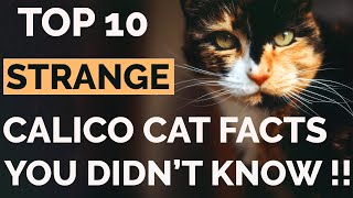 Top 10 Calico Cat Facts That Will Amaze You   Calico Cat Personality [upl. by Eldwin]