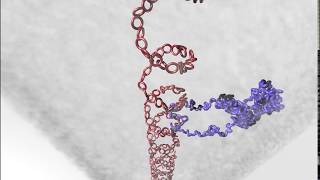 Xlinked inheritance in basic terms [upl. by Scrope]