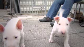 Mini Bull Terriers WeShootit puppies [upl. by Ahsikan448]