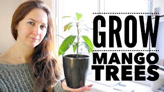 Mango Tree The Ultimate Guide to Growing Mangoes from Seed [upl. by Aretak]