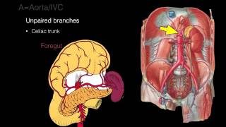 Retroperitoneal space and Retroperitoneal organs [upl. by Jaquith]