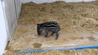 Tapir Calf Enjoys Some Playtime [upl. by Idnahs387]