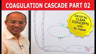 Coagulation Cascade  Part 212 [upl. by Enoid]