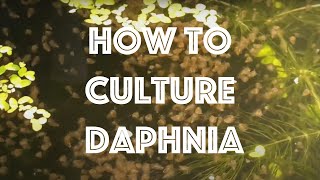 How To Culture Daphnia Magna [upl. by Yajnas]