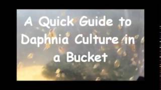 How to culture daphnia outside [upl. by Narra563]