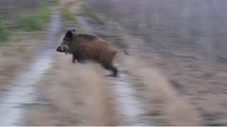 Wild Boar hunting best moments compilation Polowanie najlepsze momenty Drückjagd Wildschweinjagd [upl. by Parfitt]