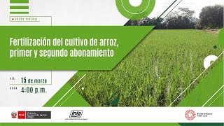 Fertilización del cultivo de arroz primer y segundo abonamiento [upl. by Sane]