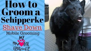 How to groom a Schipperke [upl. by Yolane]