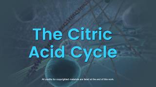 Overview of the citric acid cycle [upl. by Gui150]