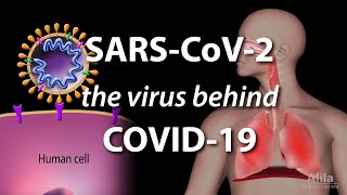 Understanding the Virus that Causes COVID19 Animation [upl. by Durer970]