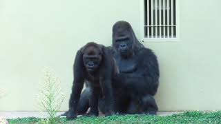 Shabani シャバーニ Gorilla family is energetic ゴリラの家族は元気です キヨマサ、アニー、アイ、ネネ Kiyomasa Nene Ai Annie  192 [upl. by Bondon482]