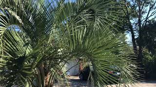 Palm Review Pindo Palm Butia Capitata [upl. by Irolam]