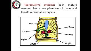 Introduction to cestodes Taenia Hymenolepis Diphyllobothrium Dr Amina Salama [upl. by Nesyla]