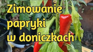 Zimowanie papryki w doniczkach [upl. by Yehudit]