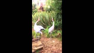 Brolga trumpeting [upl. by Jazmin]