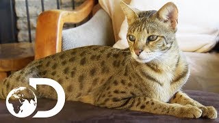 The Savannah The Largest Domestic Cats in the World  Cats 101 [upl. by Enirhtac]