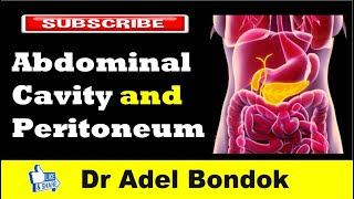 Abdominal Cavity Planes Compartments and Peritoneum Dr Adel Bondok [upl. by Esbensen]