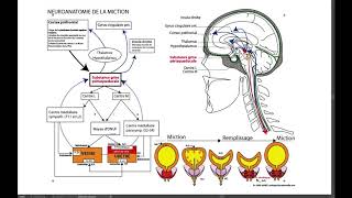 6 NEUROANATOMIE DE LA MICTION [upl. by Berkow]