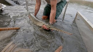 Working at a Fish Hatchery [upl. by Emiaj]