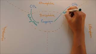 Cycles biogéochimiques  Cycle du carbone [upl. by Gillian]