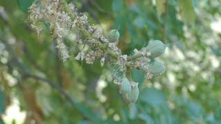 Propagating California Native Plants 4 California Buckeye [upl. by Mattie726]