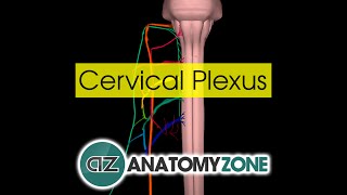 Cervical Plexus  Anatomy Tutorial [upl. by Airemaj]