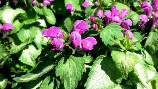 Best Perennials  Lamium Purple Dragon Dead Nettle [upl. by Gmur]