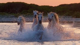 Camargue The Romance of Wild Horses [upl. by Einnim]