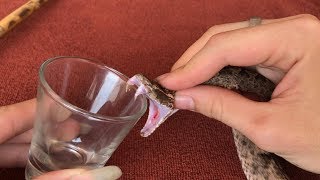 The Effect Of Snake Venom On Blood [upl. by Mata467]