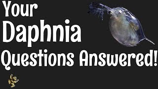 Daphnia Questions Answered [upl. by Alec]