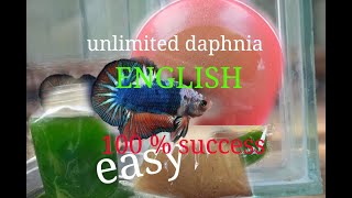 daphnia moina culture Easy way Unlimited production English  with sub Green water Chlorella [upl. by Htrowslle901]