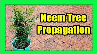 How To Grow Neem Tree From Cuttings  Plant Neem Tree at Home [upl. by Nedroj]