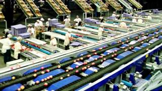 Processing and sorting lines for Apples  UNITEC [upl. by Reffotsirhc]