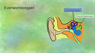 Evenwichtsorgaan bouw en werking [upl. by Harriette]