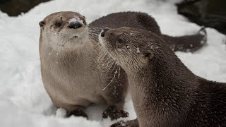 Otters See Snow Immediately Get Zoomies [upl. by Imekawulo]