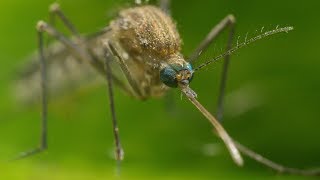 Mosquito Life Cycle  UHD 4K [upl. by Garris]