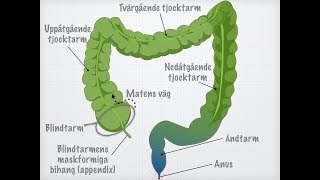 Tjocktarmens och ändtarmens funktioner [upl. by Anirres]