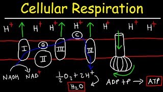 Cellular Respiration [upl. by Garihc]