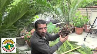 How to Relocate a Sago Palm  Cycas Revoluta [upl. by Heppman]