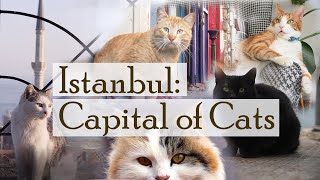 Istanbul Capital of Cats [upl. by Geraldina]