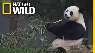 Giant Pandas 101  Nat Geo Wild [upl. by Quinn]