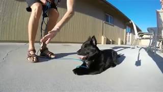 Schipperke puppy life [upl. by Strickman84]