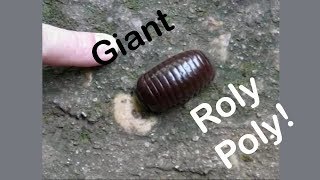 Giant Roly Poly or Pill Millipede [upl. by Zoilla]