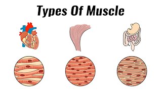 Types of muscle  GCSE PE Revision [upl. by Nellac]