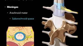 Spinal Cord Development  Embryology [upl. by Lanza]