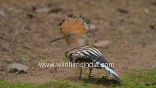 Hoopoe bird extends its crest fully  see kalgi feathers fully extended slow motion Hudhud action [upl. by Anwahsat]