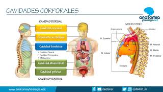 CAVIDADES CORPORALES  Resúmenes de Anatomía y Fisiología [upl. by Eillehs776]