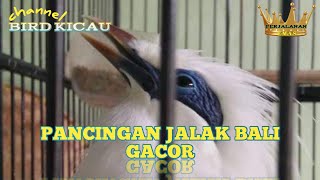 Pancingan Jalak Bali Gacor [upl. by Greenlee985]