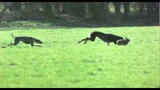 Dogs chasing rabbit  Snatch [upl. by Siwel]