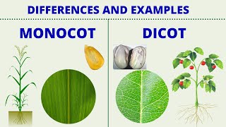 MONOCOT vs DICOT  Differences between Monocotyledon and Dicotyledon with Examples  Science Lesson [upl. by Luana540]